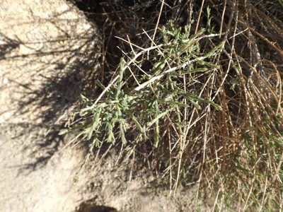 Baccharis brachyphylla, photographed by Amy
