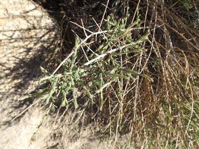 Baccharis brachyphylla, photographed by Amy