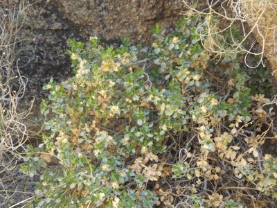 Ericameria cuneata, photographed by Amy