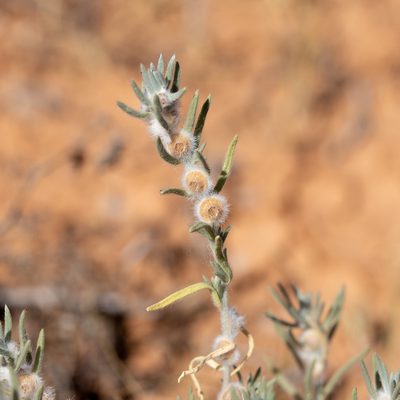 Maireana coronata, photographed by Kym Nicolson