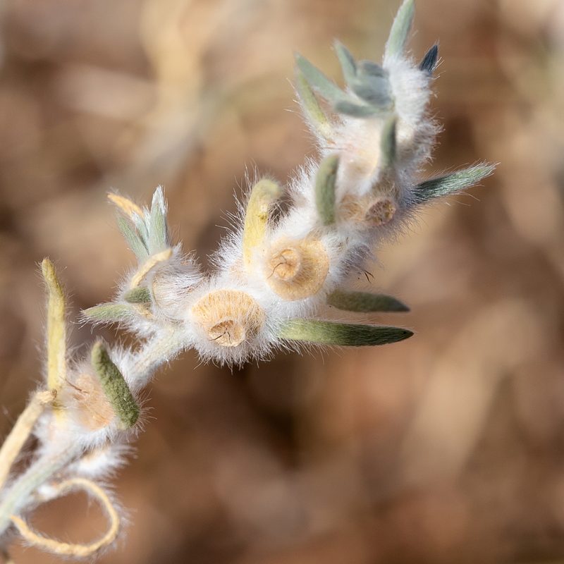 Maireana coronata, photographed by Kym Nicolson