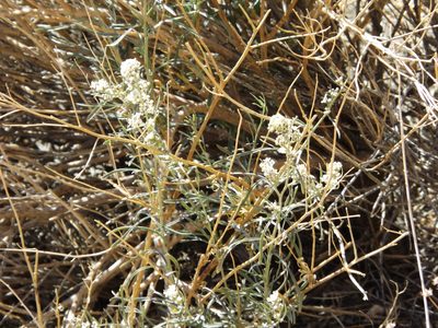 Lepidium fremontii, photographed by Amy