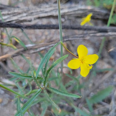 Eulobus californicus, photographed by Dan Horowitz