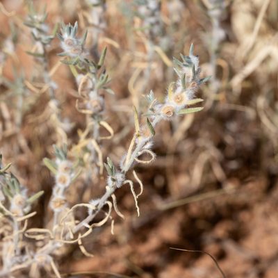 Maireana coronata, photographed by Kym Nicolson