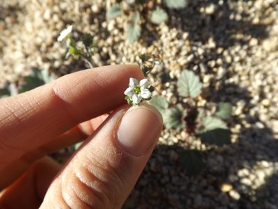 Pholistoma membranaceum, photographed by Amy