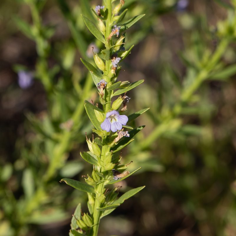 Stemodia florulenta, photographed by Kym Nicolson