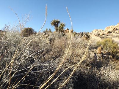 Stanleya pinnata, photographed by Amy