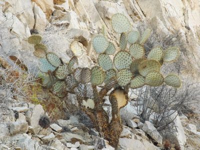 Opuntia chlorotica, photographed by Amy