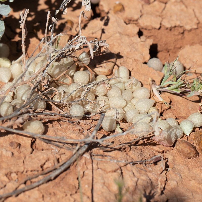Atriplex holocarpa, photographed by Kym Nicolson