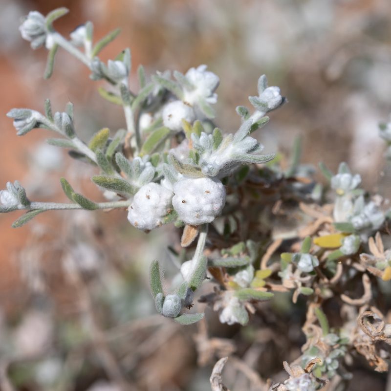 Dissocarpus paradoxus, photographed by Kym Nicolson