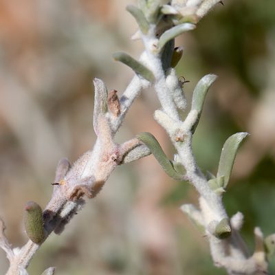 Malacocera tricornis, photographed by Kym Nicolson
