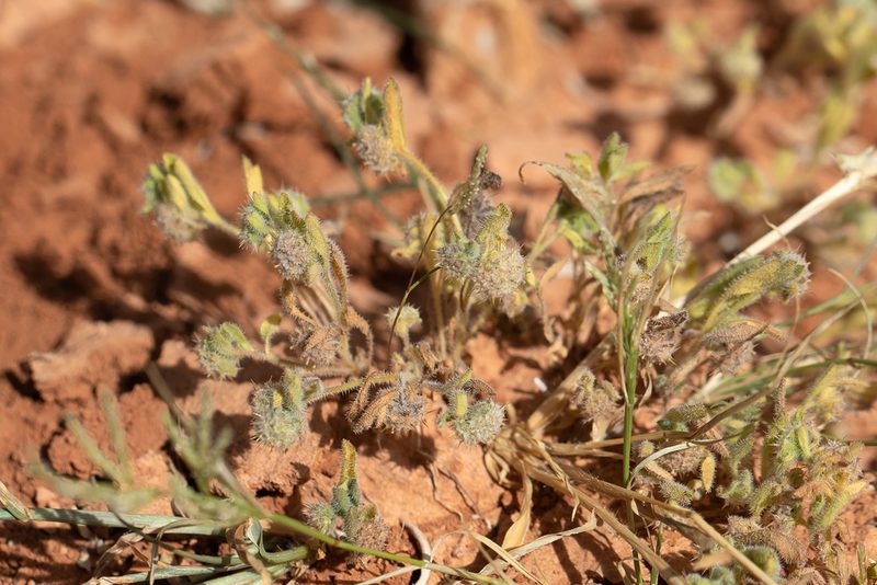 Calotis hispidula, photographed by Kym Nicolson