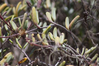 Palafoxia linearis, photographed by Bill Levine