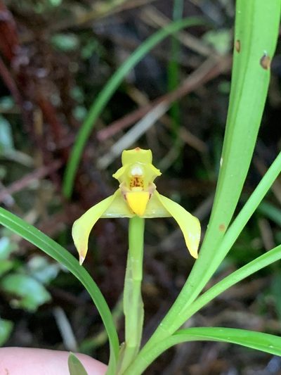 Maxillaria meridensis, photographed by Círculo de Investigación en Taxonomía, Florística y Ecología Vegetal