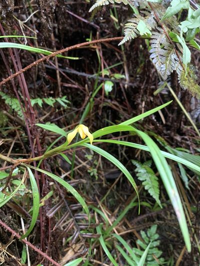 Maxillaria meridensis, photographed by Círculo de Investigación en Taxonomía, Florística y Ecología Vegetal