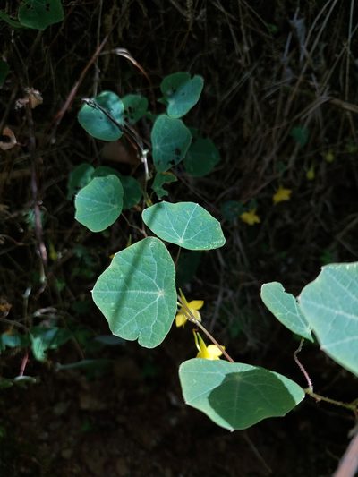 Tropaeolum pendulum, photographed by Daniel Mesa