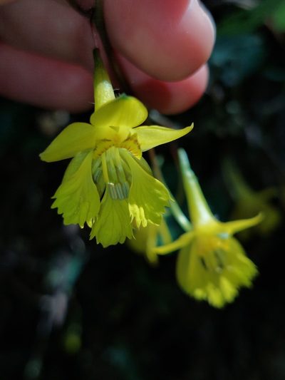 Tropaeolum pendulum, photographed by Daniel Mesa