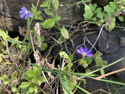Scaevola aemula, photographed by Thomas Mesaglio