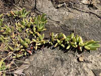 Carpobrotus glaucescens, photographed by Thomas Mesaglio