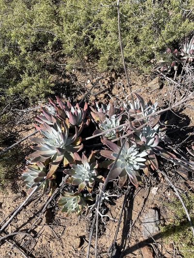 Dudleya virens, photographed by Sula Vanderplank