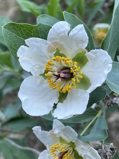 Crossosoma californicum, photographed by Sula Vanderplank
