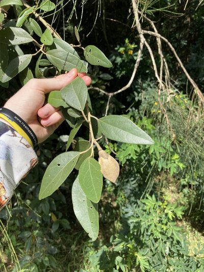 Lagunaria patersonia, photographed by Thomas Mesaglio