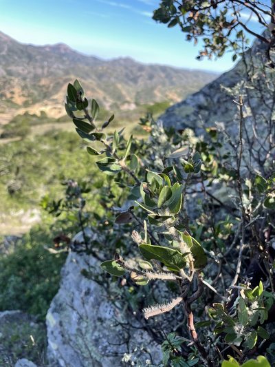 Arctostaphylos catalinae, photographed by Sula Vanderplank