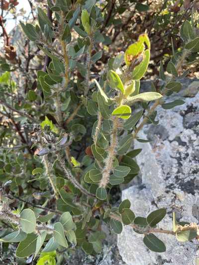 Arctostaphylos catalinae, photographed by Sula Vanderplank