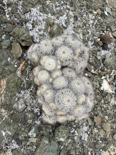 Cochemiea palmeri, photographed by Sula Vanderplank