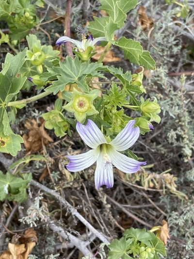 Malva pacifica, photographed by Sula Vanderplank