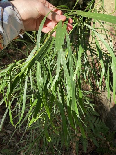 Acacia mabellae, photographed by Thomas Mesaglio