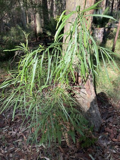 Acacia mabellae, photographed by Thomas Mesaglio