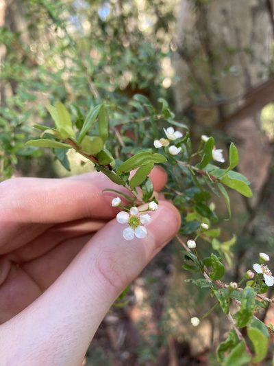 Sannantha pluriflora, photographed by Thomas Mesaglio