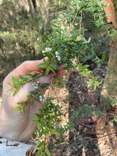 Sannantha pluriflora, photographed by Thomas Mesaglio