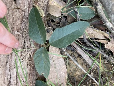 Kennedia rubicunda, photographed by Thomas Mesaglio