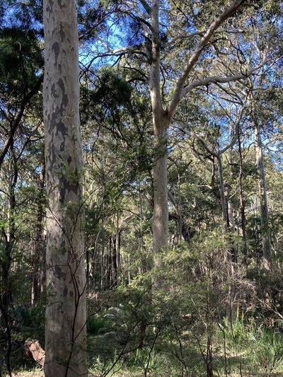 Corymbia maculata, photographed by Thomas Mesaglio