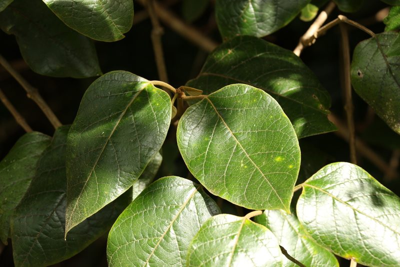 Parsonsia fulva, photographed by Greg Tasney