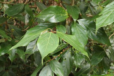 Neolitsea dealbata, photographed by Greg Tasney