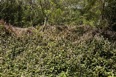 Plectranthus verticillatus, photographed by Greg Tasney