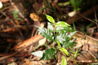 Gynochthodes jasminoides, photographed by Greg Tasney
