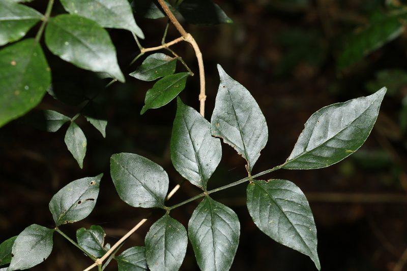 Pandorea baileyana, photographed by Greg Tasney