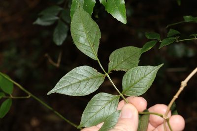 Pandorea baileyana, photographed by Greg Tasney