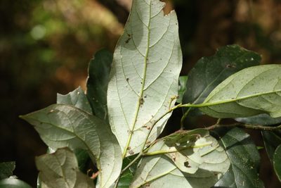 Cryptocarya erythroxylon, photographed by Greg Tasney