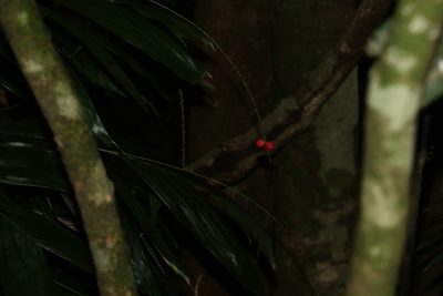 Linospadix monostachyus, photographed by Greg Tasney