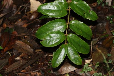 Ripogonum elseyanum, photographed by Greg Tasney
