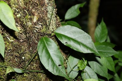 Parsonsia induplicata, photographed by Greg Tasney