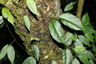 Parsonsia induplicata, photographed by Greg Tasney