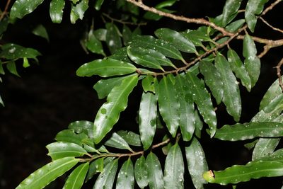 Ardisia bakeri, photographed by Greg Tasney