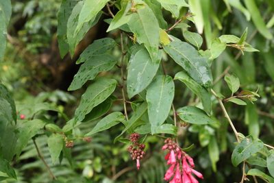Cestrum elegans, photographed by Greg Tasney