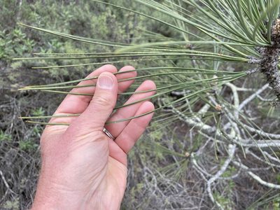 Pinus torreyana, photographed by Henrik Kibak